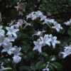 Rhododendron arborescens