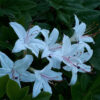 Rhododendron arborescens