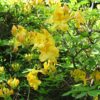 Rhododendron luteum “Nancy Waterer”