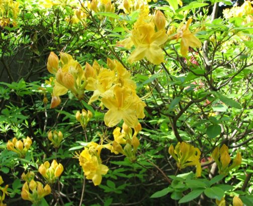 Rhododendron luteum “Nancy Waterer”