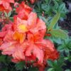 Rhododendron luteum “Apricot”