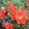 Rhododendron luteum “Apricot”