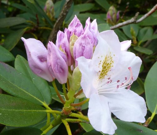 Rhododendron brachycarpum (fauriei)