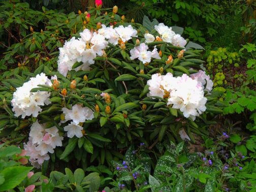 Rhododendron brachycarpum (fauriei)