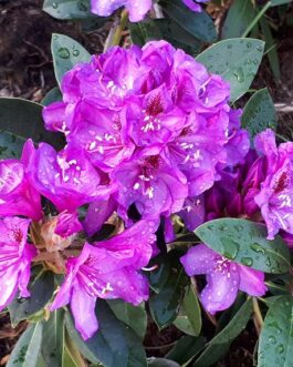 Rhododendron catawbiense “Grandiflorum”