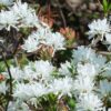 Rhododendron сanadense album