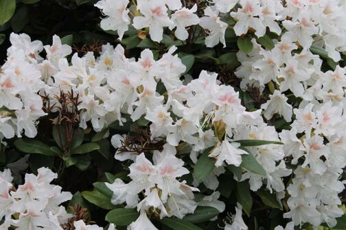 Rhododendron “Cunninghams White”