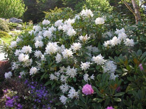 Rhododendron “Cunninghams White”