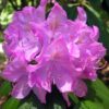 Rhododendron catawbiense “Roseum Elegans”