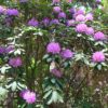 Rhododendron catawbiense “Roseum Elegans”