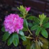 Rhododendron catawbiense “Roseum Elegans”