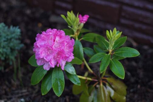 Rhododendron catawbiense “Roseum Elegans”
