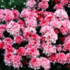 Rhododendron yakushimanum “Colibri”