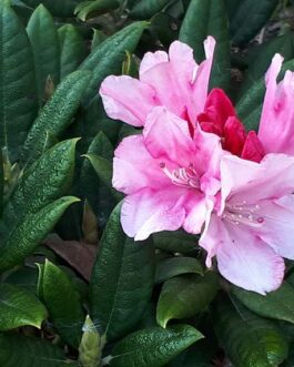 Rhododendron yakushimanum “Colibri”