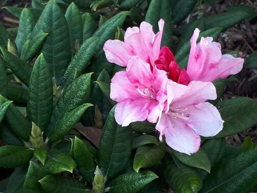Rhododendron yakushimanum “Colibri”