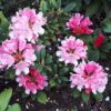 Rhododendron yakushimanum “Colibri”