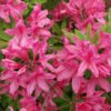 Rhododendron kosterianum