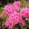 Rhododendron kosterianum