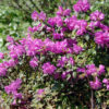 Rhododendron ledebourii