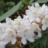Rhododendron maximum