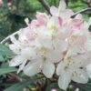 Rhododendron maximum