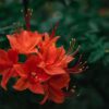 Rhododendron luteum “Nabukko”
