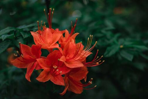 Rhododendron luteum “Nabukko”