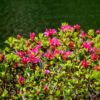 Rhododendron ferrugineum