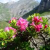 Rhododendron ferrugineum