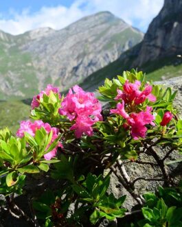 Рододендрон ржавый