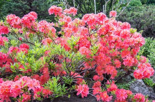 Rhododendron kosterianum