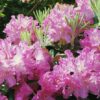 Rhododendron smirnovii