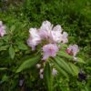 Rhododendron smirnovii