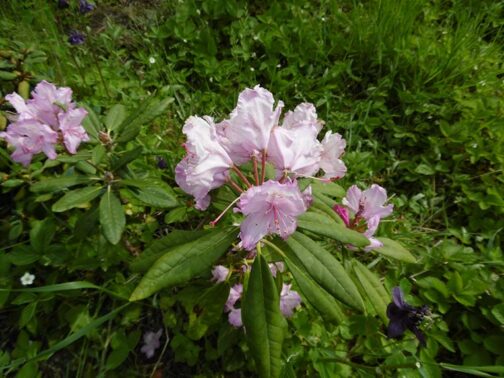 Rhododendron smirnovii
