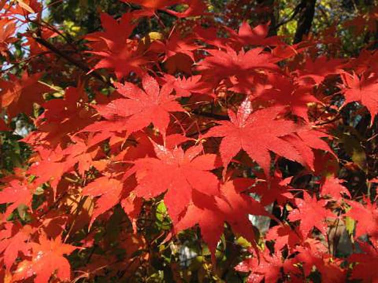 Acer pseudosieboldianum