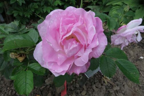 Rosa hybrid rugosa "Agra