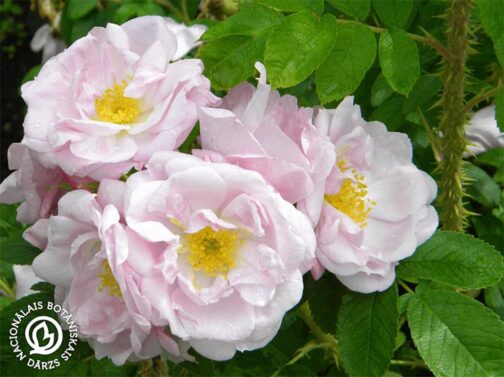 Rosa hybrid rugosa "Agra