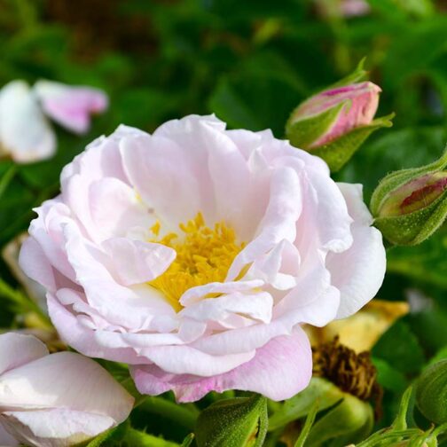 Rosa hybrid rugosa "Agra