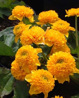 Калужница болотная “Мультиплекс”