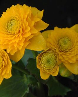 Калужница болотная “Мультиплекс”