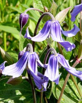 Клематис цельнолистный