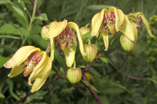 Clematis serratifolia