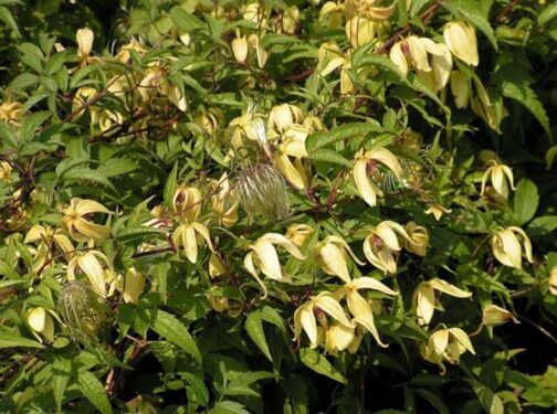 Clematis serratifolia