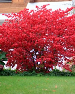 Бересклет европейский «Ред Каскад»