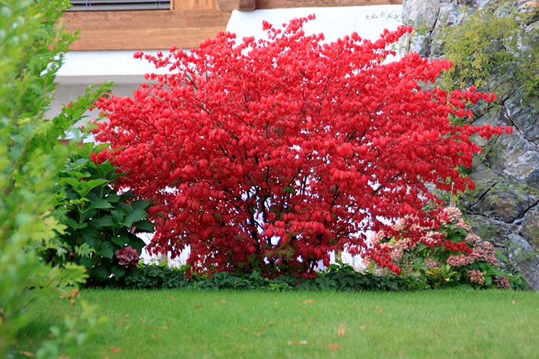 Euonymus europaeus Red Cascade