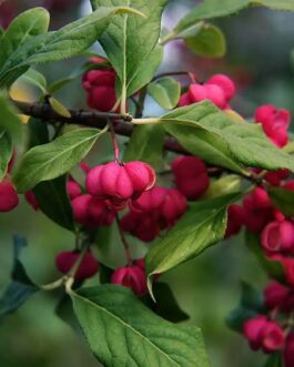Бересклет европейский «Ред Каскад»