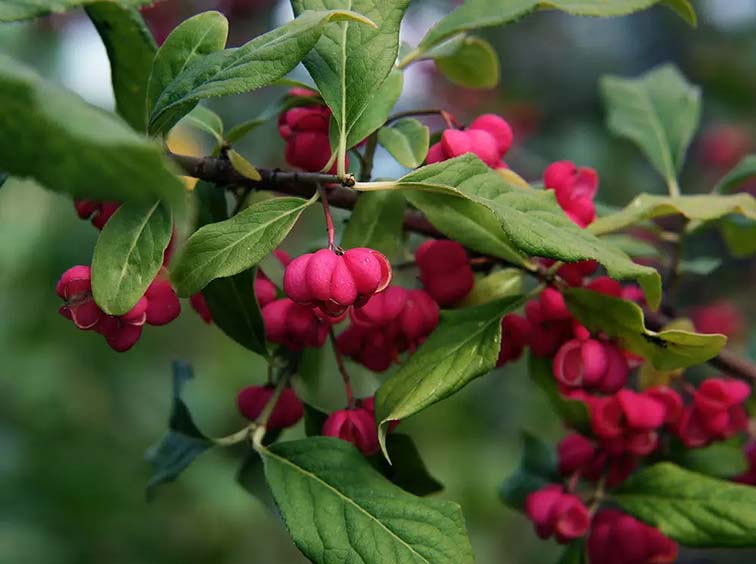 Euonymus europaeus Red Cascade