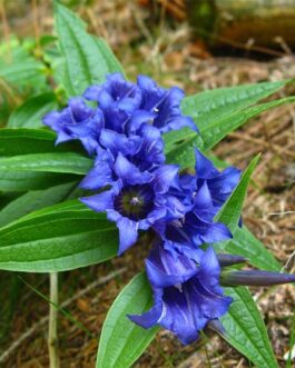 Горечавка ластовневая