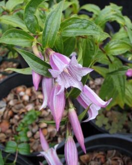 Горечавка ластовневая форма розовая