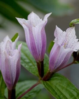 Горечавка ластовневая форма розовая